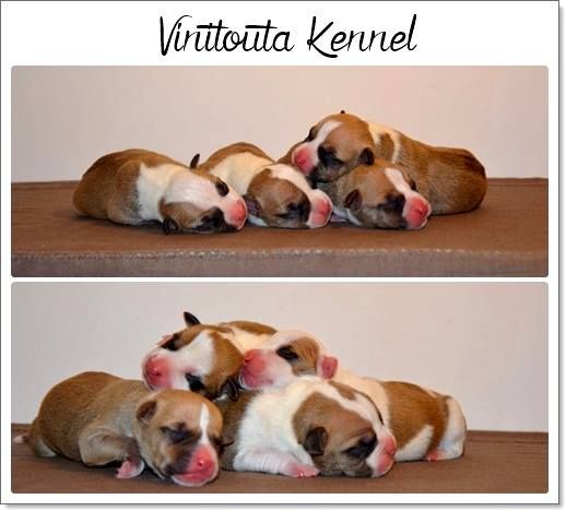 Vinitouta - The puppies are born