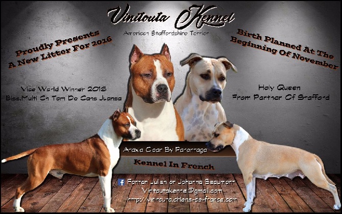 Vinitouta - The puppies are born