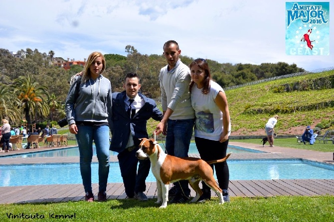 Vinitouta - Amstaff Major 2016 And Monografica Regional CEAST (Spain)