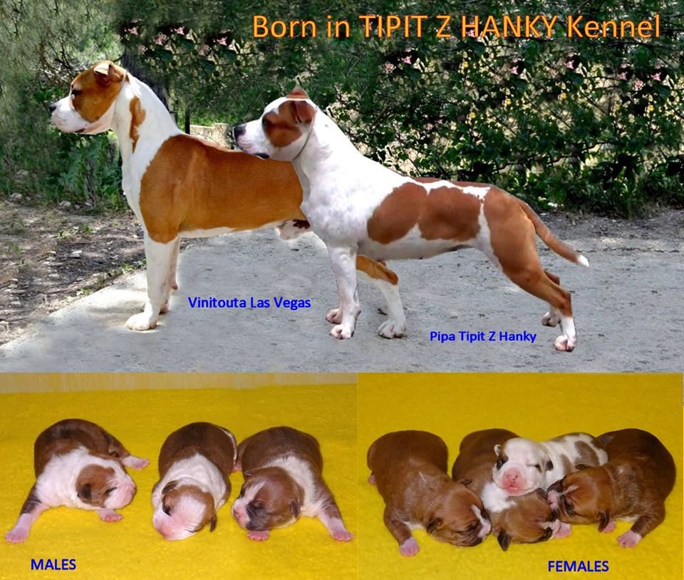 Vinitouta - The Puppies of Vegas were born 