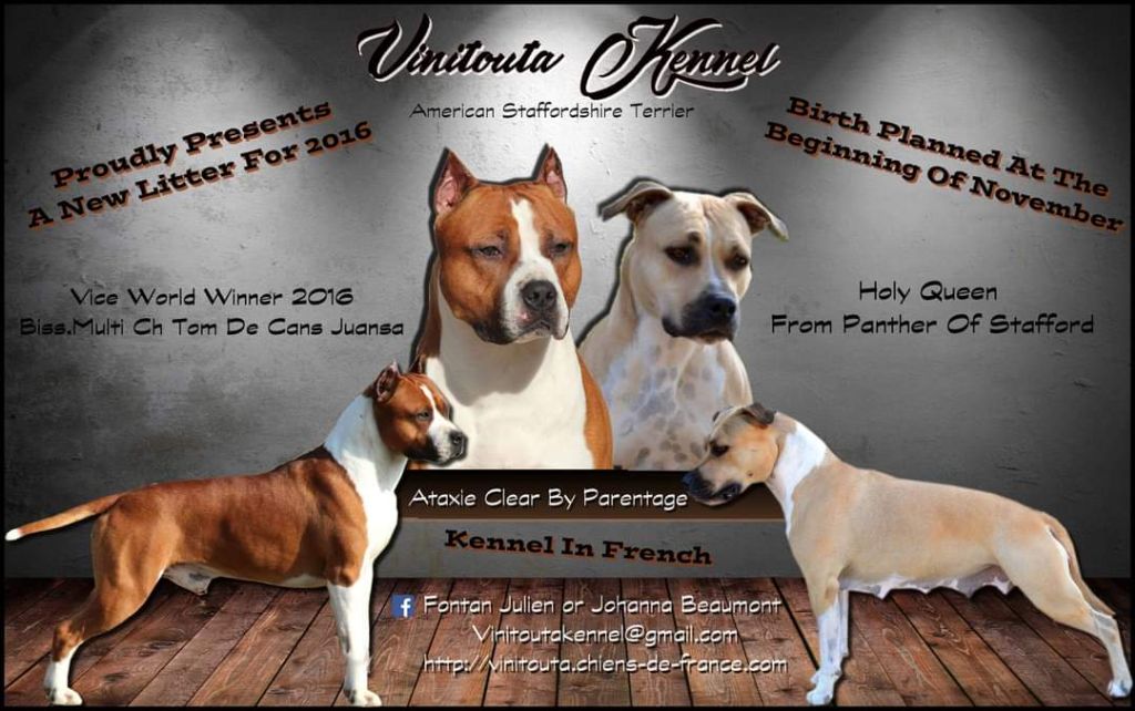 Vinitouta - American Staffordshire Terrier - Portée née le 03/11/2016