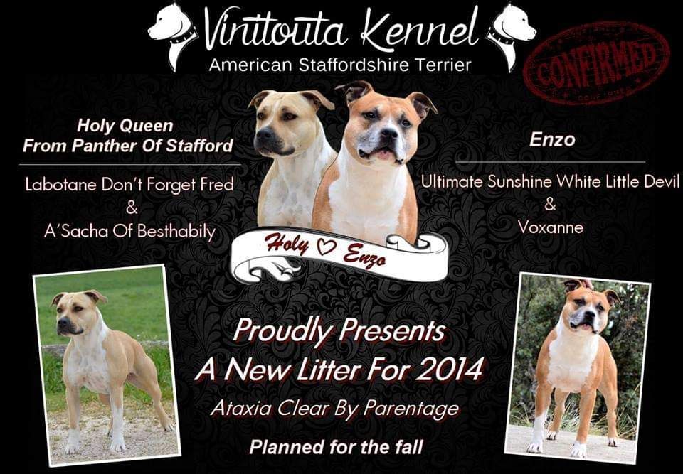 Vinitouta - American Staffordshire Terrier - Portée née le 24/10/2014