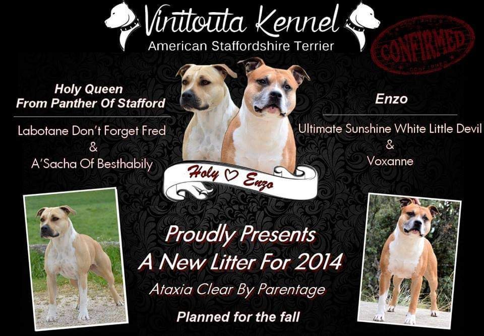 chiot American Staffordshire Terrier Vinitouta