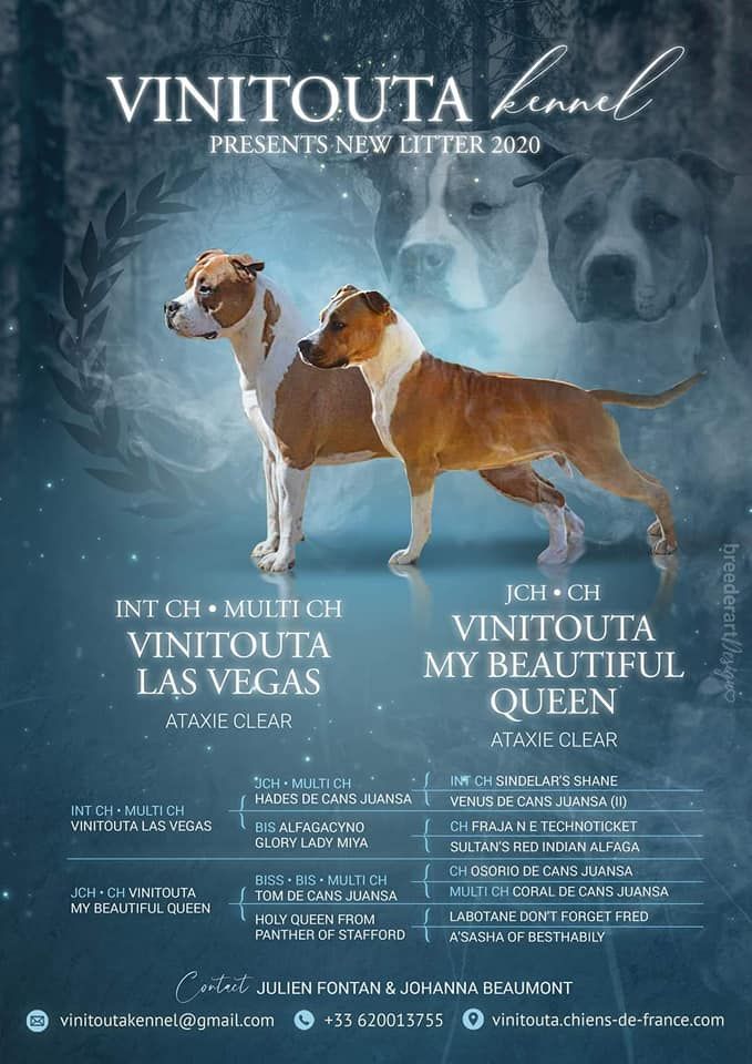 Vinitouta - American Staffordshire Terrier - Portée née le 22/12/2020