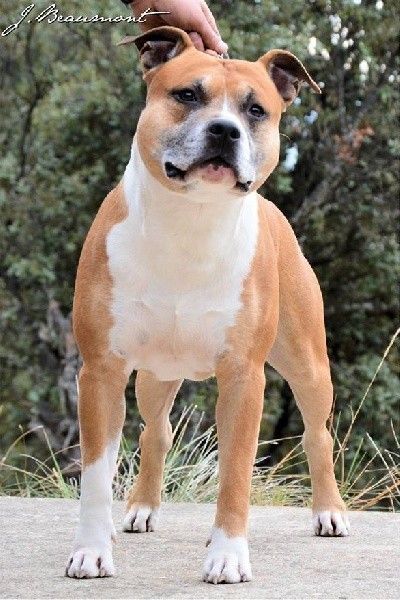 Enzo (Sans Affixe)
