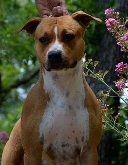 Alfagacyno Glory lady miya