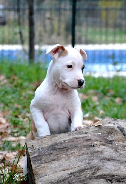 Vinitouta Legatorius loki