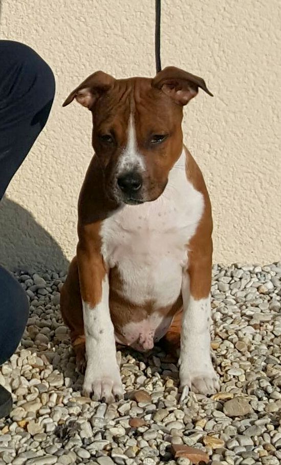 Vinitouta Manolo red boy