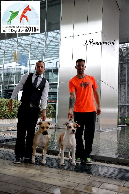 Vinitouta - World Dog Show Milano 2015