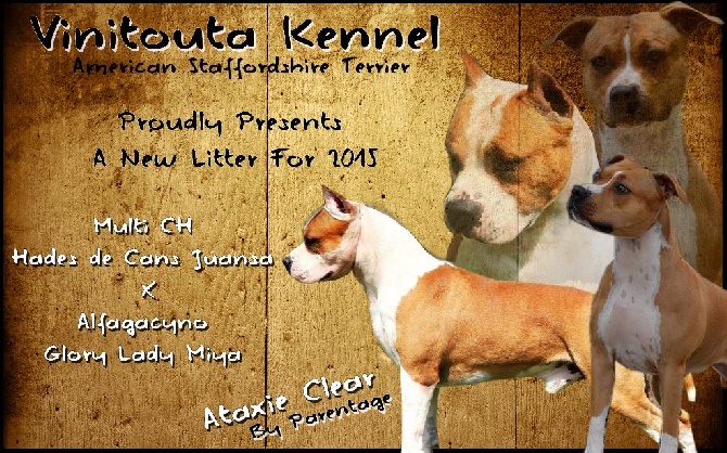 Vinitouta - Puppy 2015