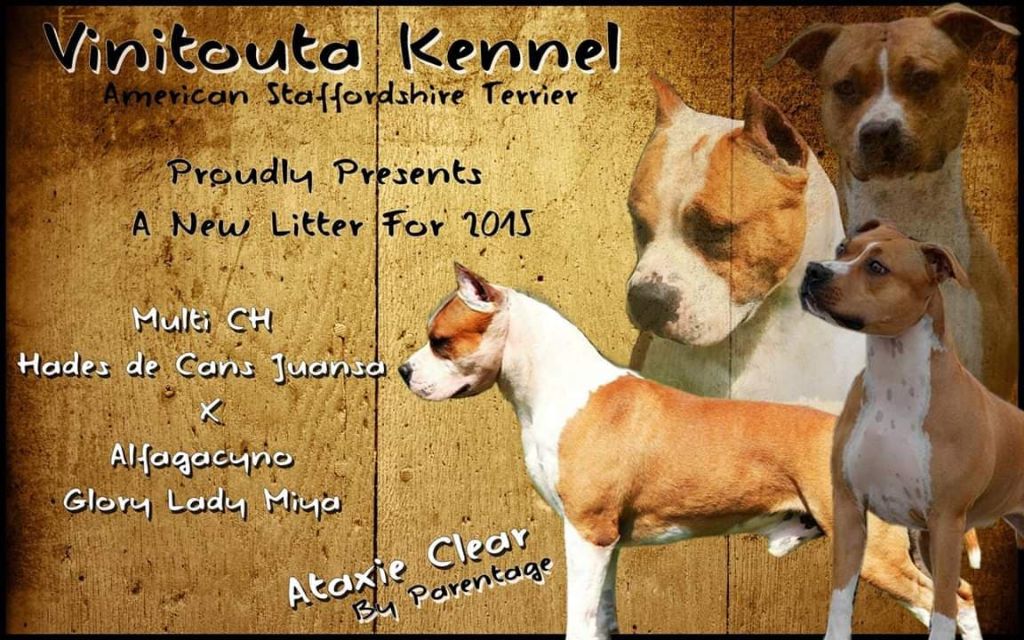 Puppy 2015
